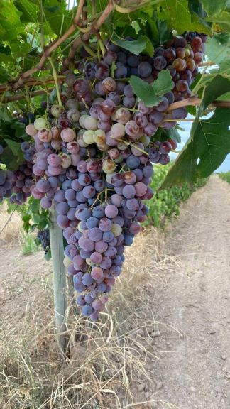 Finca en Venta en Lavalle, Mendoza