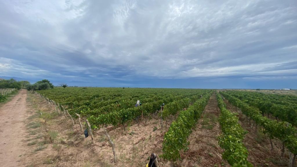 Finca en Venta en Lavalle, Mendoza
