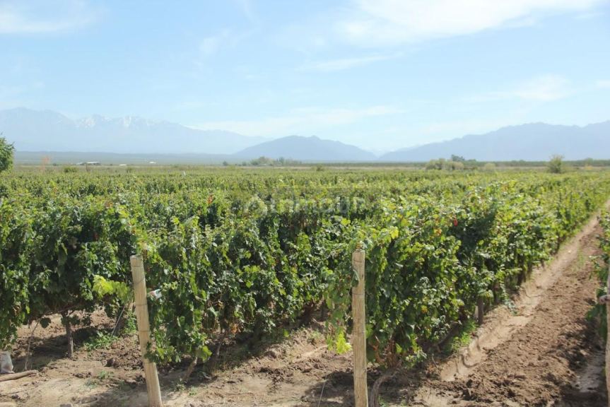 Finca en Venta en Lujan de Cuyo, Mendoza