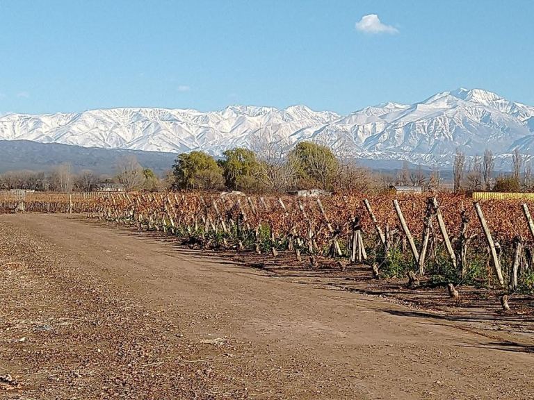 Finca en Venta en Lujan de Cuyo, Mendoza
