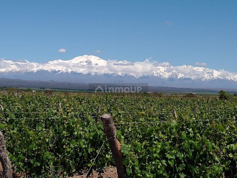 Finca en Venta en Lujan de Cuyo, Mendoza