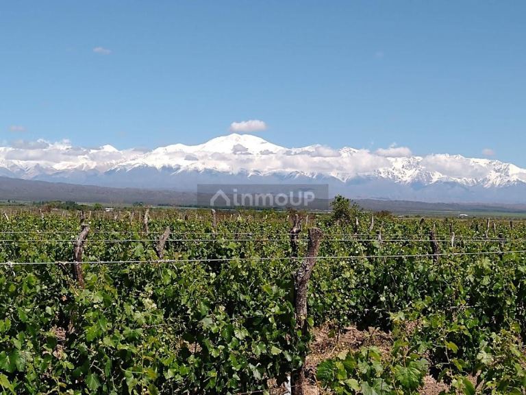 Finca en Venta en Lujan de Cuyo, Mendoza