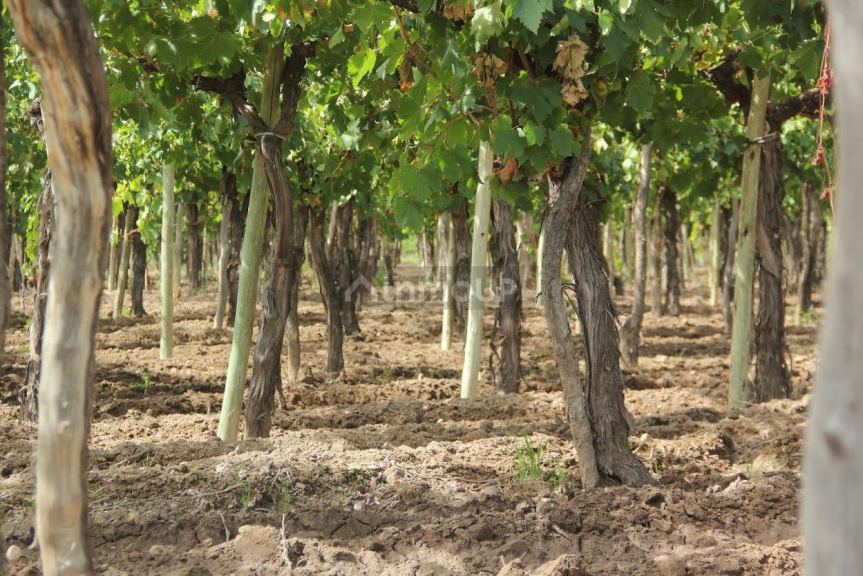 Finca en Venta en Lujan de Cuyo, Mendoza