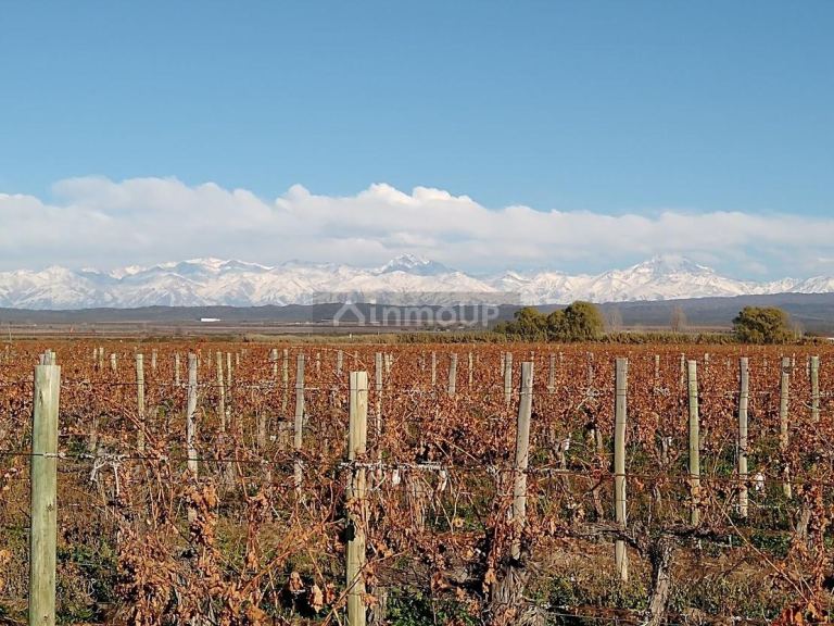 Finca en Venta en Lujan de Cuyo, Mendoza