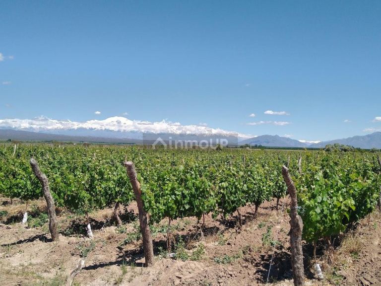 Finca en Venta en Lujan de Cuyo, Mendoza