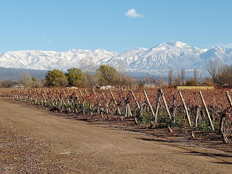 Finca en Venta en Lujan de Cuyo, Mendoza