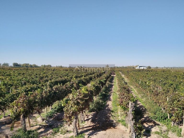 Finca en Venta en Lujan de Cuyo, Mendoza