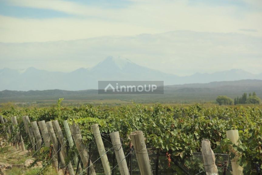 Finca en Venta en Lujan de Cuyo, Mendoza