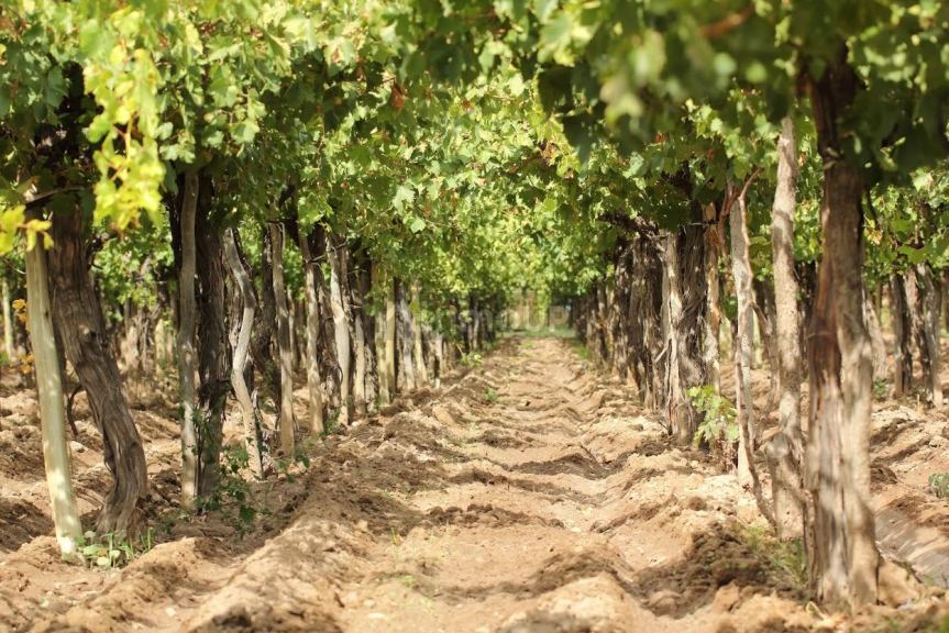 Finca en Venta en Lujan de Cuyo, Mendoza