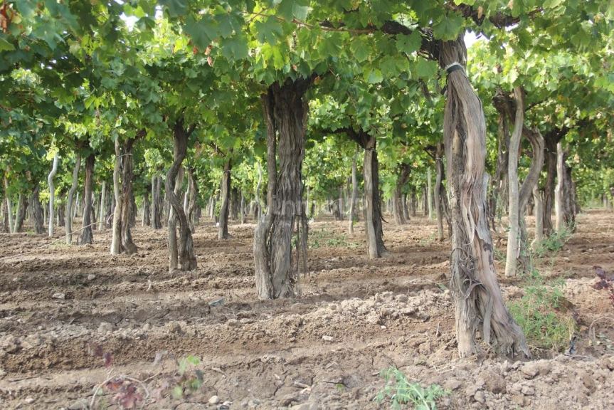 Finca en Venta en Lujan de Cuyo, Mendoza