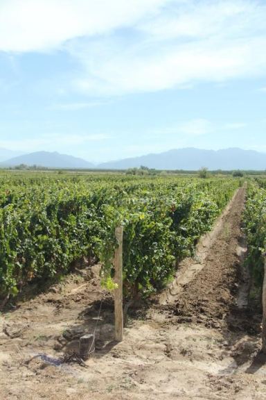 Finca en Venta en Lujan de Cuyo, Mendoza