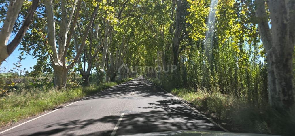 Finca en Venta en San Rafael, Mendoza