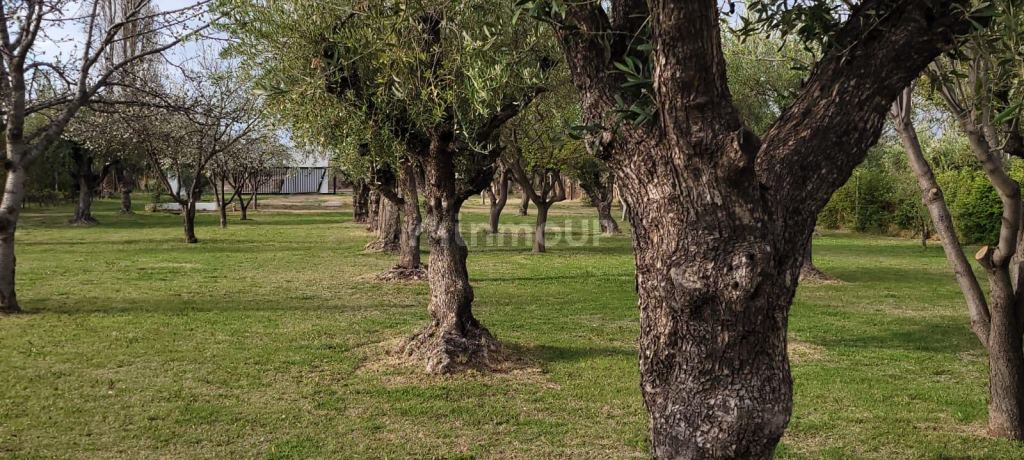 Finca en Venta en Maipu, Mendoza