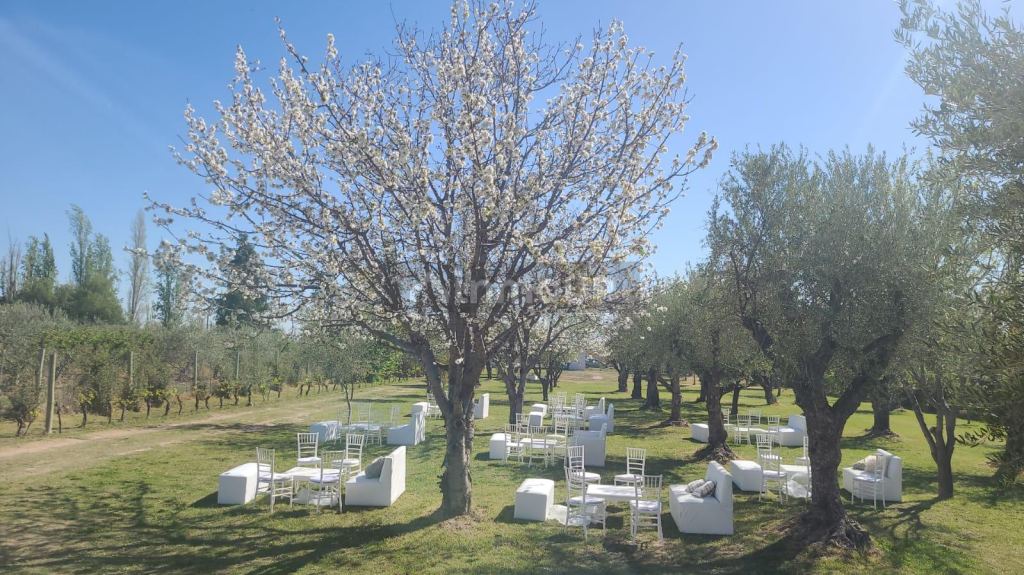 Finca en Venta en Maipu, Mendoza