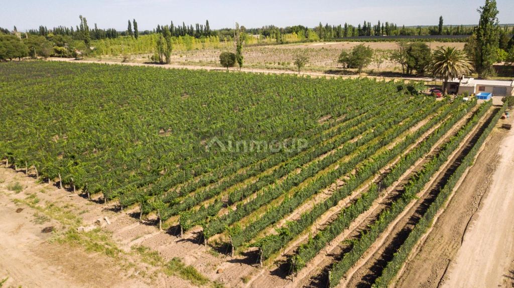 Bodega con Viñedo en Venta en San Rafael, Mendoza