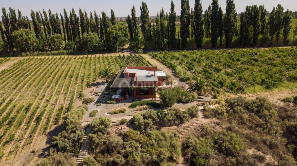 Bodega con Viñedo en Venta en San Rafael, Mendoza