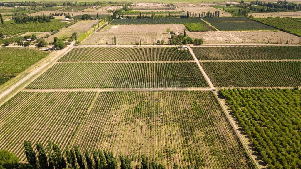 Bodega con Viñedo en Venta en San Rafael, Mendoza