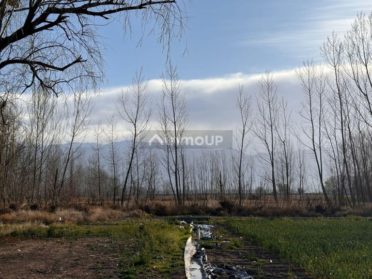 Finca en Venta en San Carlos, Mendoza