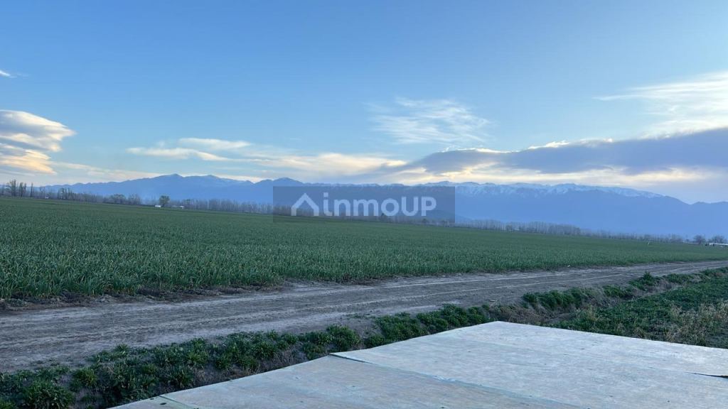 Finca en Venta en San Carlos, Mendoza