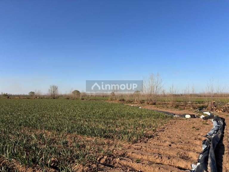 Finca en Venta en San Carlos, Mendoza