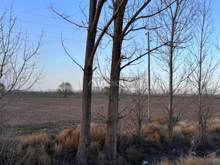 Finca en Venta en San Carlos, Mendoza