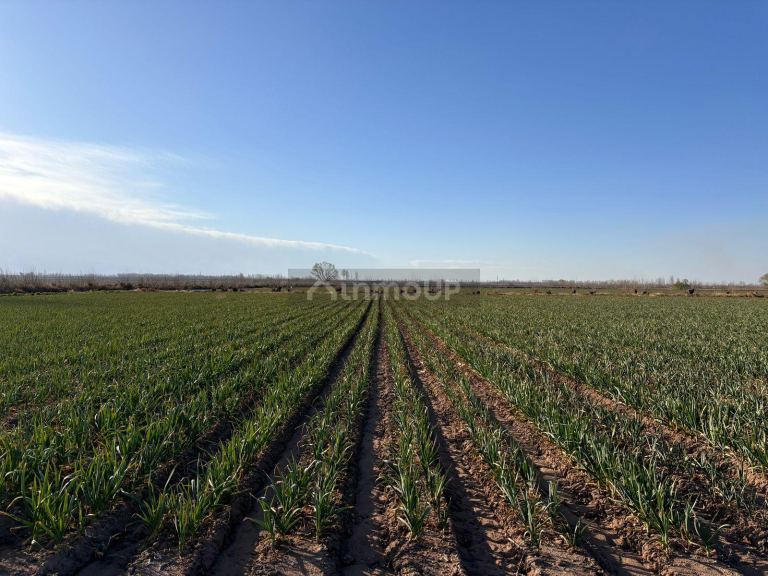 Finca en Venta en San Carlos, Mendoza
