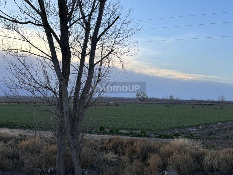 Finca en Venta en San Carlos, Mendoza
