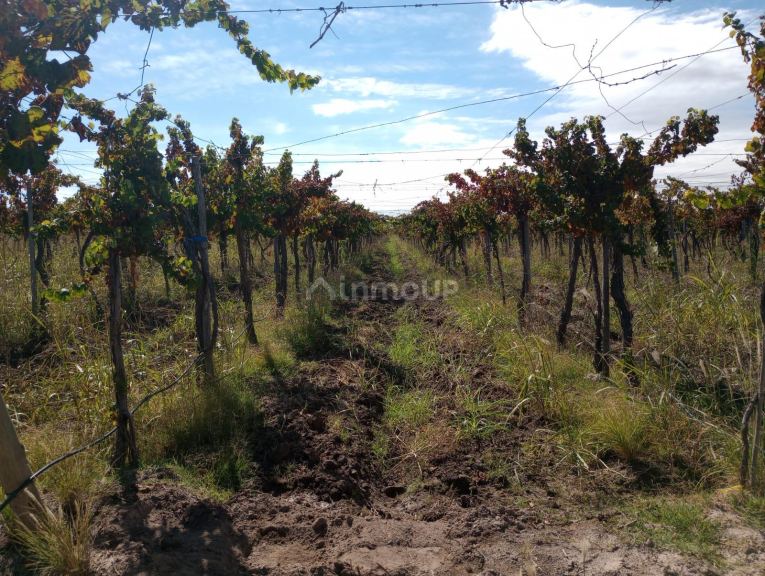 Finca en Venta en Maipu, Mendoza