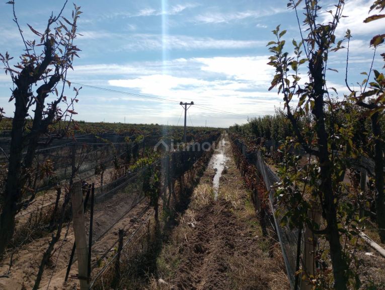 Finca en Venta en Maipu, Mendoza
