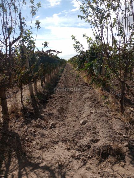 Finca en Venta en Maipu, Mendoza
