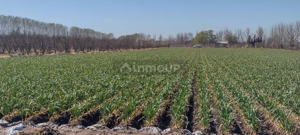 Finca en Venta en Tunuyan, Mendoza