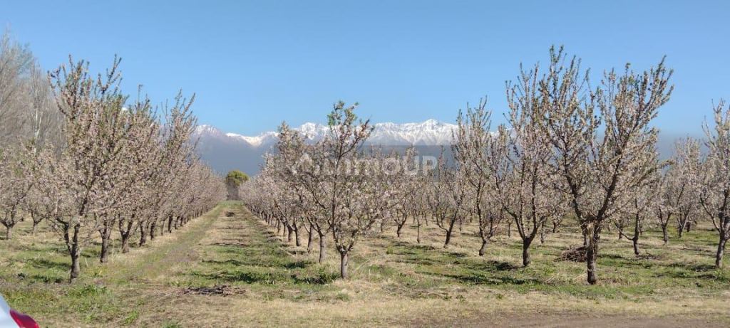Finca en Venta en Tunuyan, Mendoza