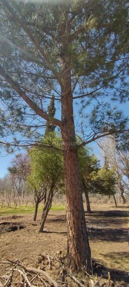 Finca en Venta en Tunuyan, Mendoza