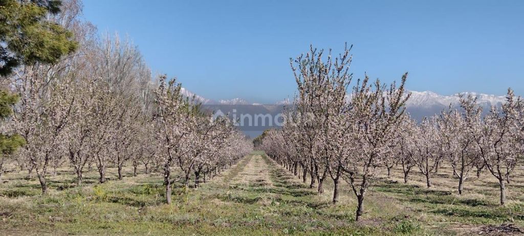 Finca en Venta en Tunuyan, Mendoza