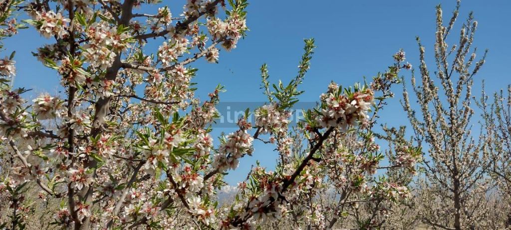Finca en Venta en Tunuyan, Mendoza