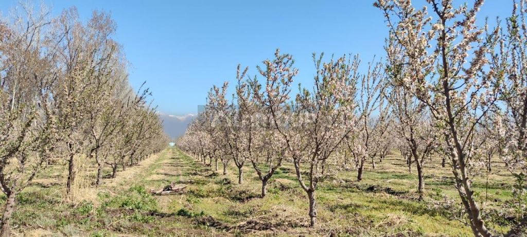 Finca en Venta en Tunuyan, Mendoza