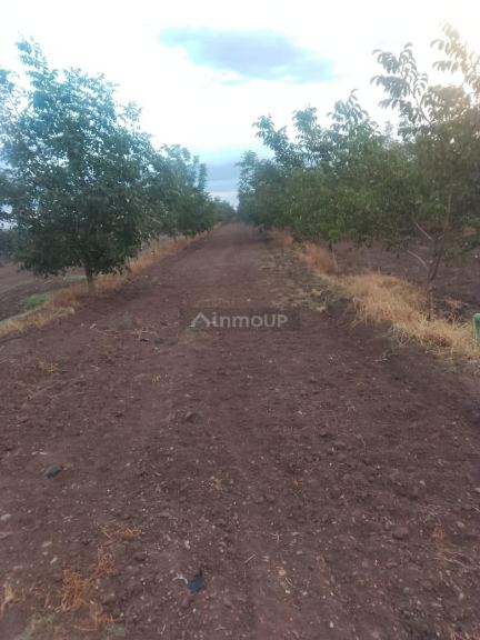 Finca en Venta en Tunuyan, Mendoza