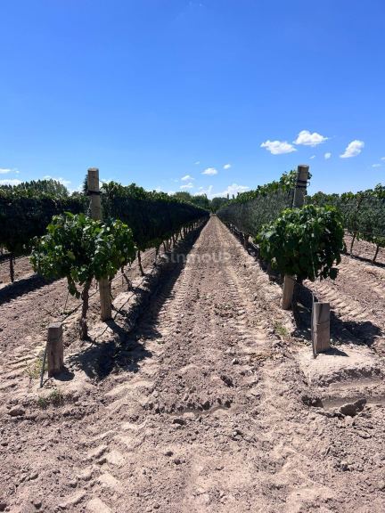 Finca en Venta en Tunuyan, Mendoza