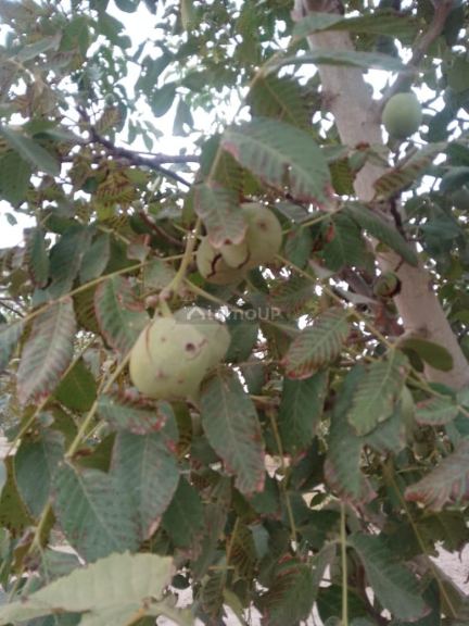 Finca en Venta en Tunuyan, Mendoza