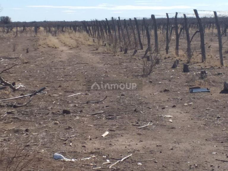 Finca en Venta en Santa Rosa, Mendoza