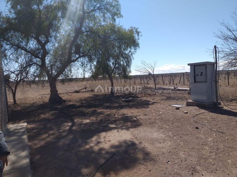 Finca en Venta en Santa Rosa, Mendoza