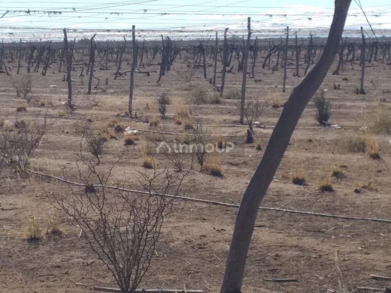 Finca en Venta en Santa Rosa, Mendoza
