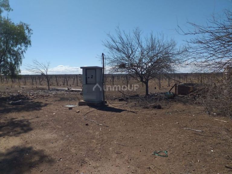 Finca en Venta en Santa Rosa, Mendoza