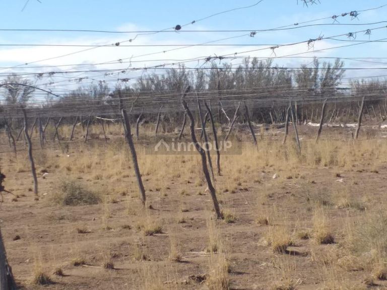 Finca en Venta en Santa Rosa, Mendoza
