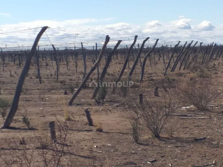 Finca en Venta en Santa Rosa, Mendoza
