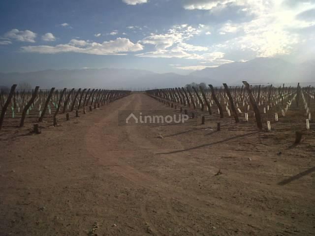 Finca en Venta en San Carlos, Mendoza