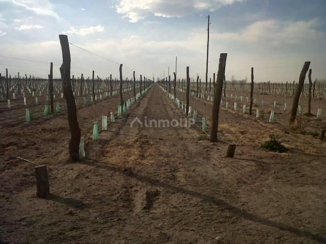 Finca en Venta en San Carlos, Mendoza