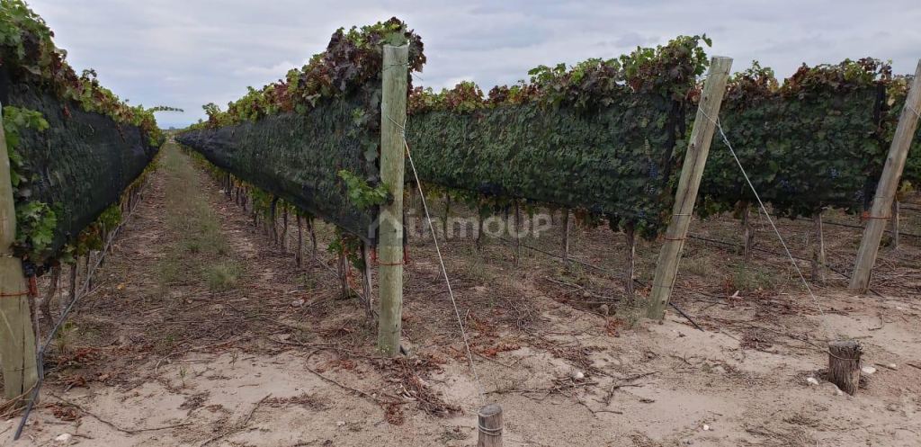 Finca en Venta en Lujan de Cuyo, Mendoza