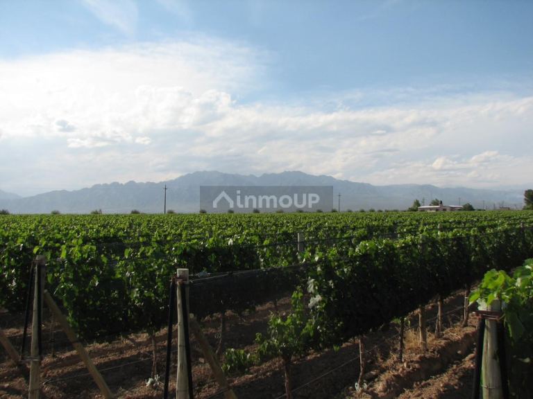 Finca en Venta en Lujan de Cuyo, Mendoza