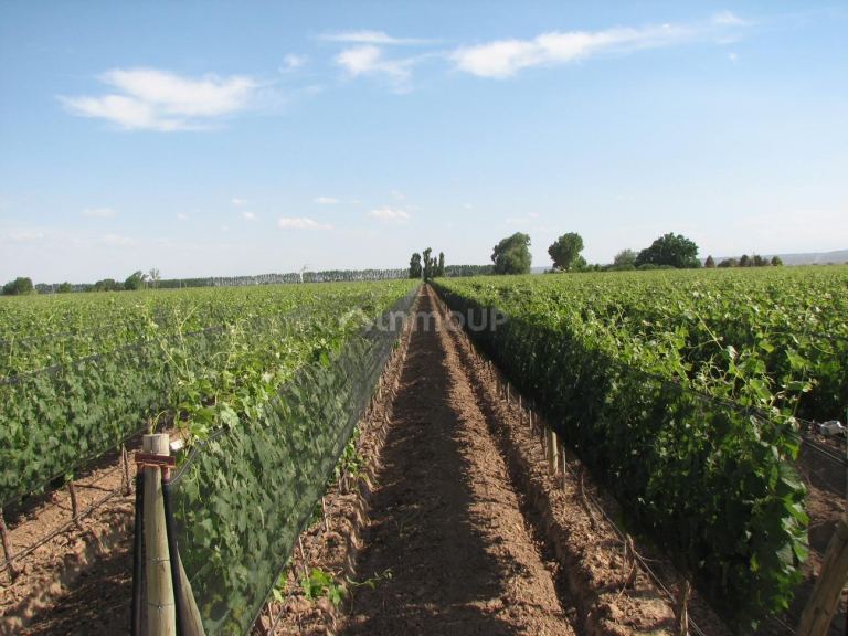 Finca en Venta en Lujan de Cuyo, Mendoza